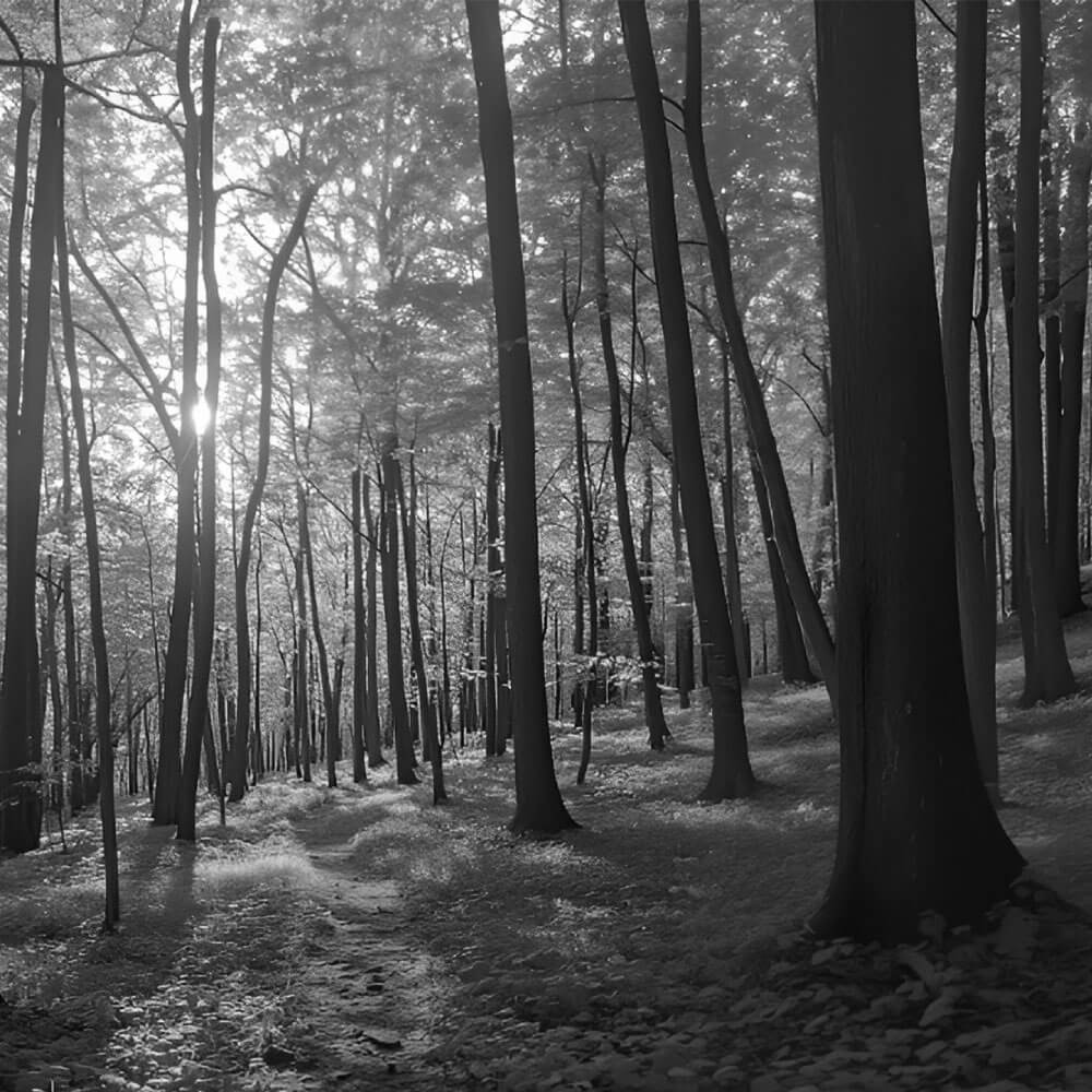 Woods, Black and White Photo